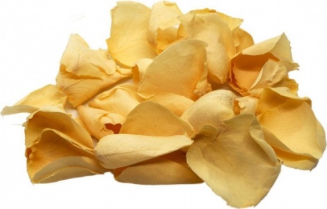 Cream Rose Petals